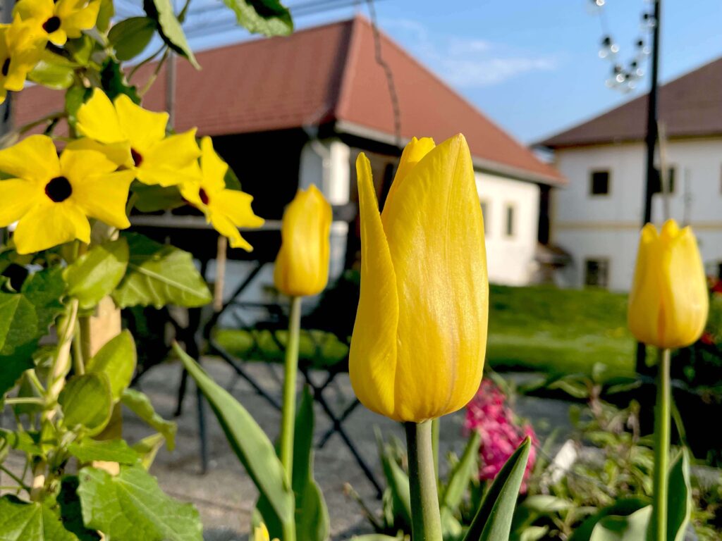 Gelbe Blumen vor Häusern im Hintergrund
