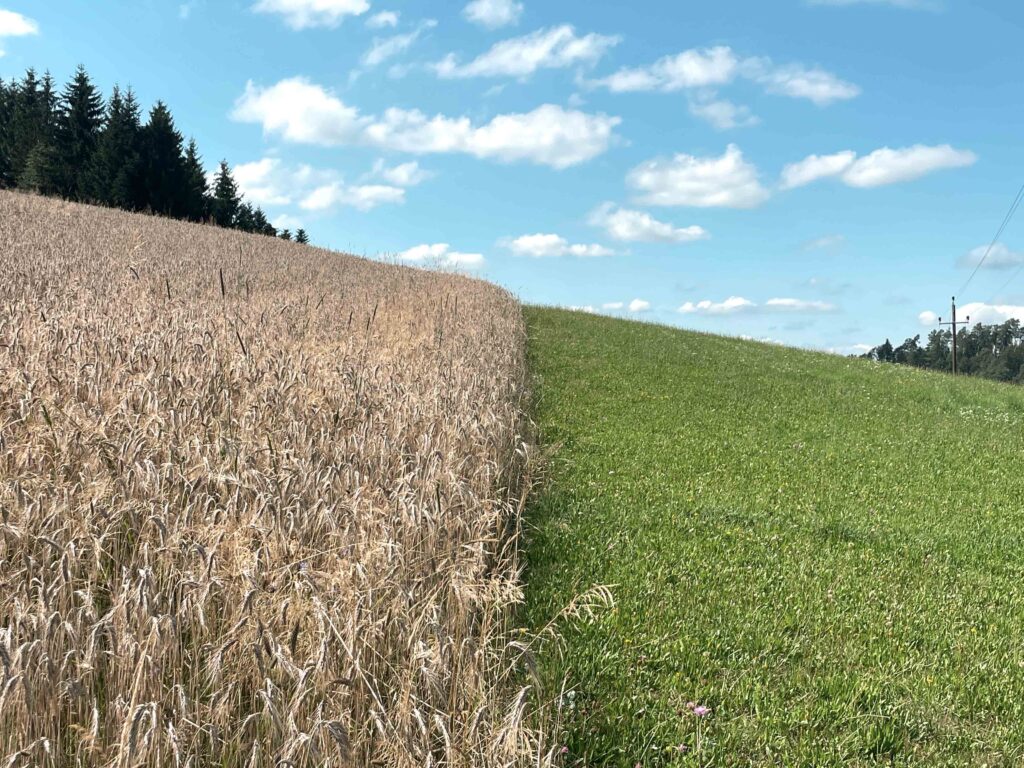 Getreidefeld trifft auf grünes Gras