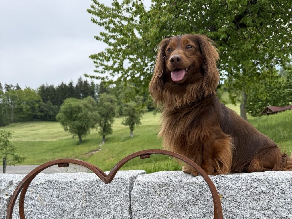 Dackel Louis auf einer Steinmauer