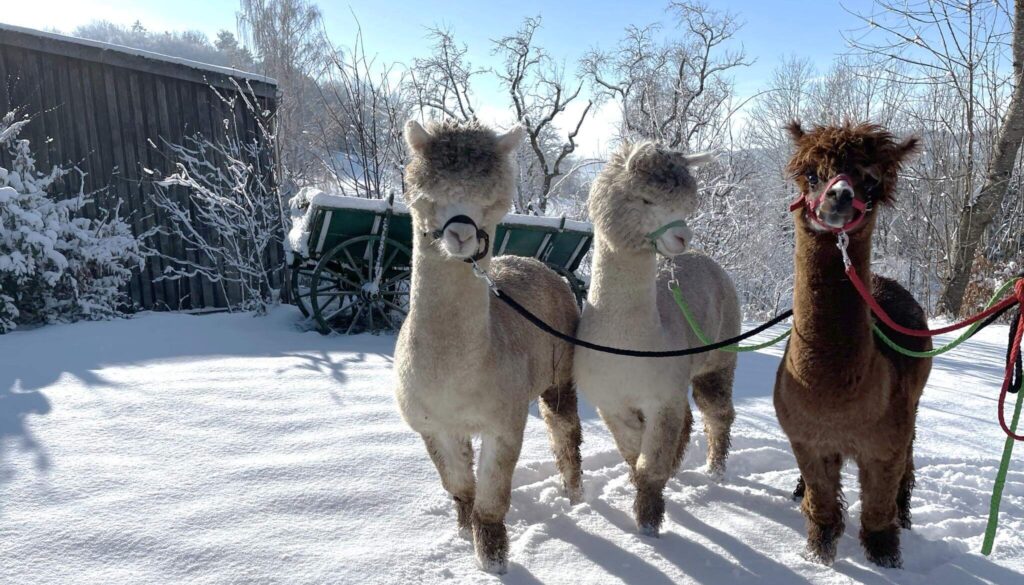 Drei Alpakas im Schnee stehen.