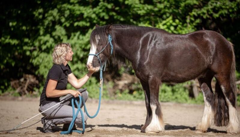 Frau interagiert mit einem Pferd
