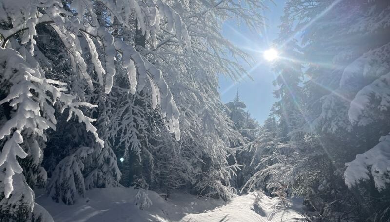 Winterwald mit strahlender Sonne