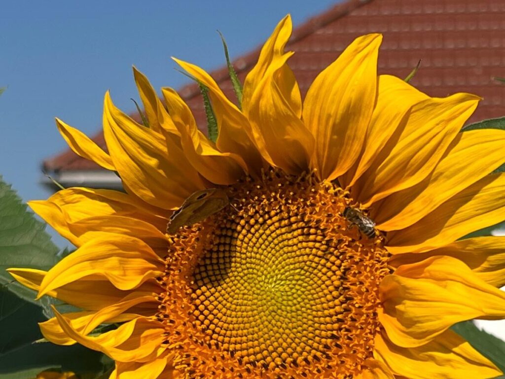 Sonnenblume mit Biene