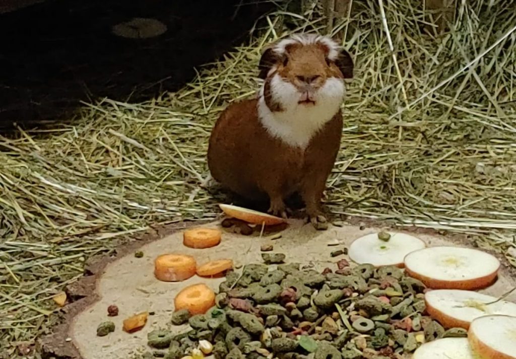 Meerschweinchen Eddie