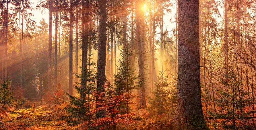 Tief im Wald