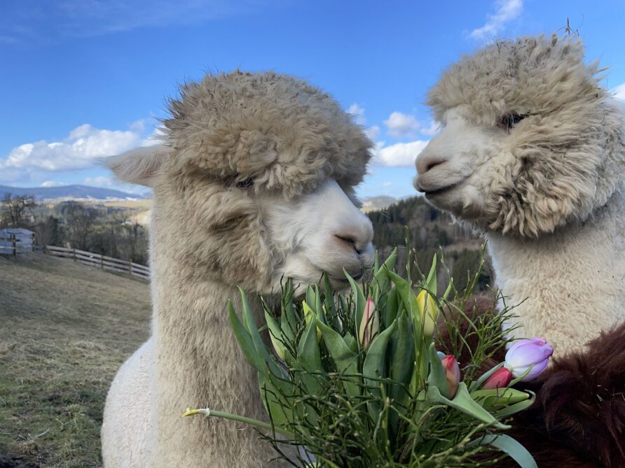 Mit Yoga den Frühling begrüßen